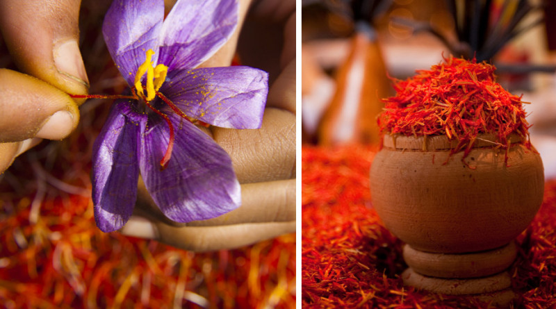 世界最頂級香料-「紅金」番紅花Saffron