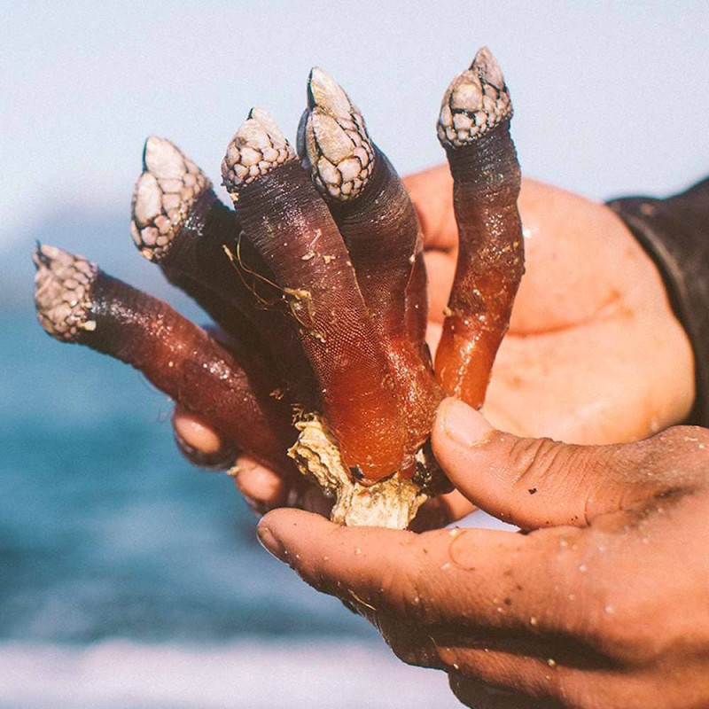 梦幻美食 人称地狱海鲜的 鹅颈藤壶goose Barnacles 世界高级品luxurywatcher 梦幻美食 人称地狱海鲜的 鹅颈藤壶goose Barnacles 世界高级品luxurywatcher
