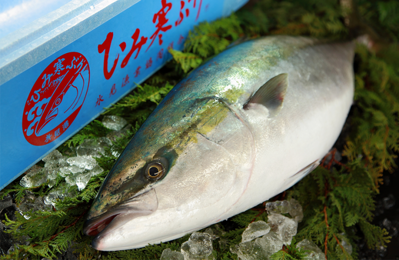 日本料理的超頂級魚肉 「冰見寒鰤」
