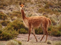 世界上最頂級的毛料 「秘魯軟黃金」Vicuña小羊駝毛