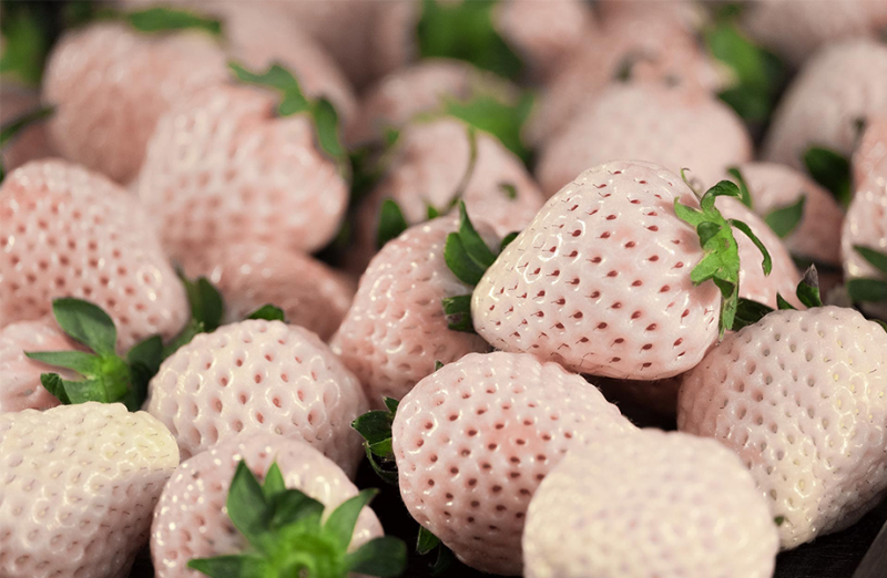 梦幻顶级水果  5种必知的白色草莓