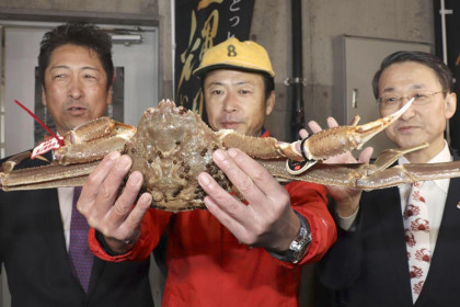 史上最贵螃蟹出炉  一只天价140万元