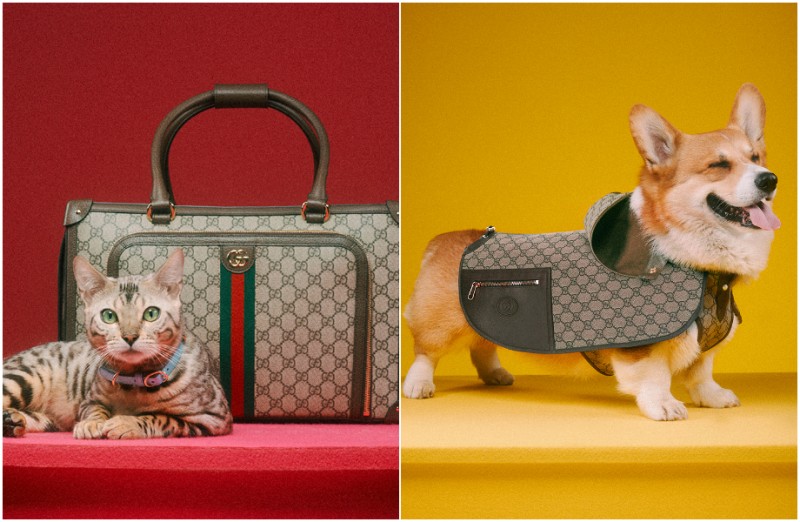 Gucci 2022最新宠物系列  打扮时尚贵气毛小孩