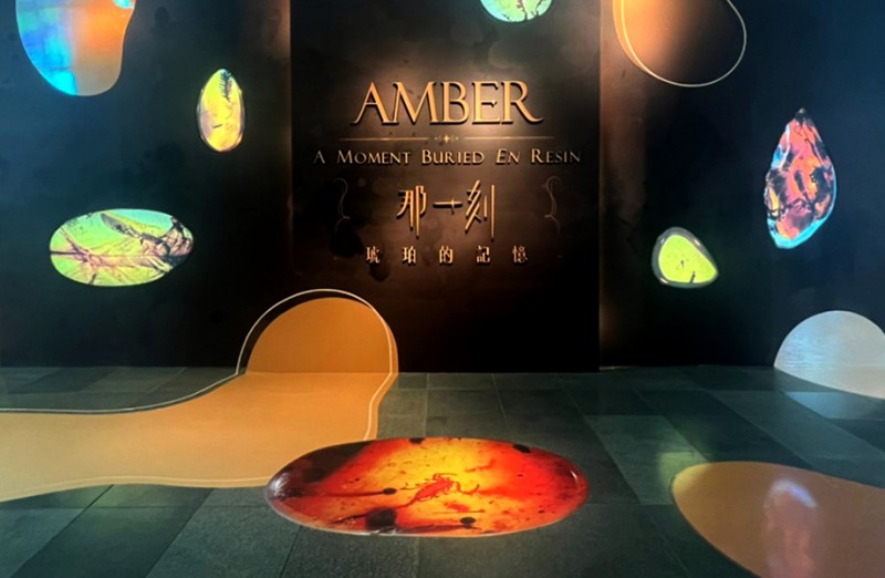 亞洲琥珀專家Ｘ台中科博館聯手打造「AMBER藝術宇宙」